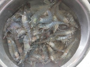 烤虾干（烤箱版）