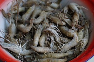 家常徽菜：青椒炒小河虾