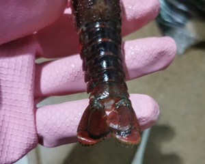 小龙虾处理方法
