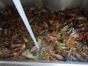 蒜蓉小龙虾 | 甜辣鲜香不油腻  |  一口一个虾尾太满足