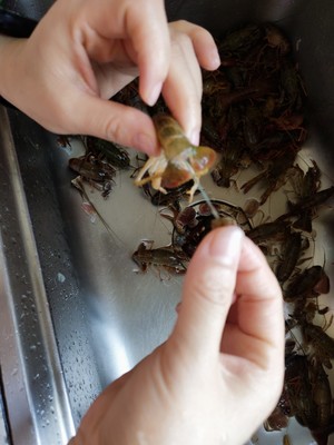 蒜蓉小龙虾 | 甜辣鲜香不油腻  |  一口一个虾尾太满足