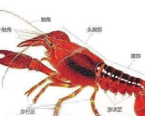 【彻底清洗清理小龙虾】简单又干净