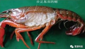 【彻底清洗清理小龙虾】简单又干净