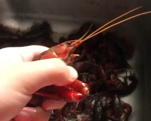 【彻底清洗清理小龙虾】简单又干净