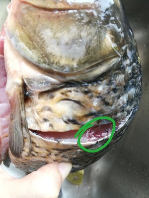 无泥腥味淡水鱼做法