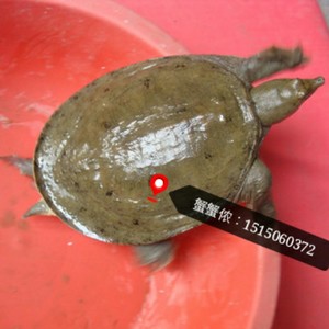 家常红烧甲鱼