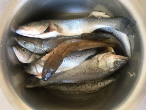 酱焖海杂鱼