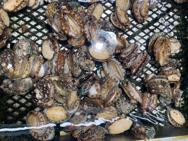 龙水鱼