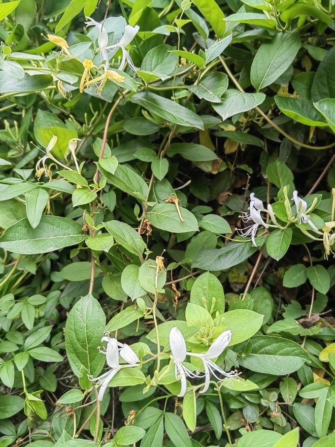 金银花茶（干果机）