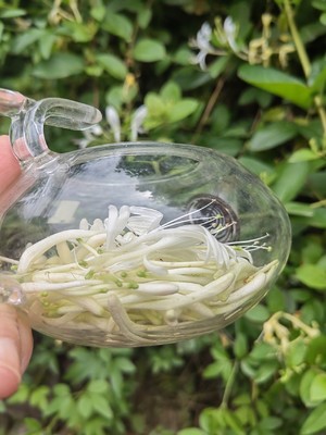 金银花茶（干果机）