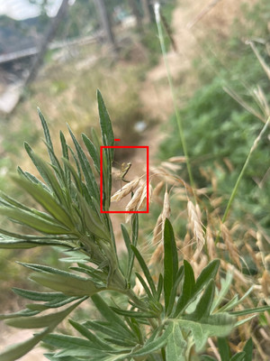 宝宝治疗蚊虫叮咬神器 艾草薄荷金银花膏