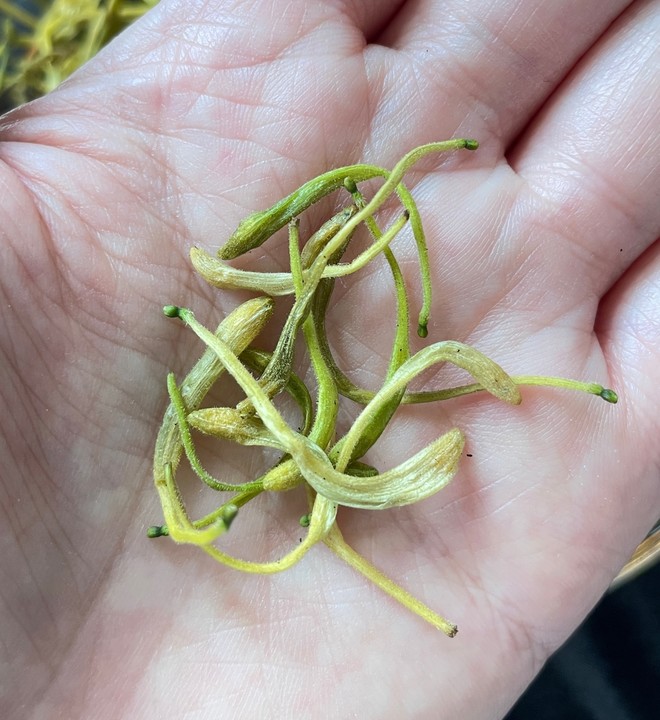金银花茶（空气炸锅）
