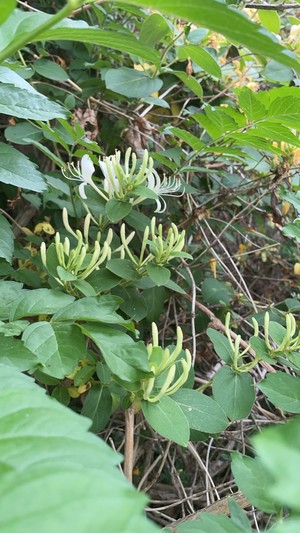 金银花茶（空气炸锅）