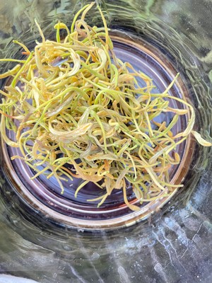 金银花茶（空气炸锅）