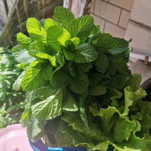自制薄荷金银花露水（外用）