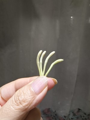 自制金银花干