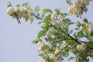 槐树花的最经典吃法一一槐树花馒头