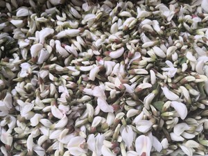 槐花三鲜饺子