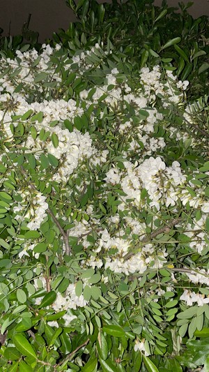 春日限定槐花炒鸡蛋