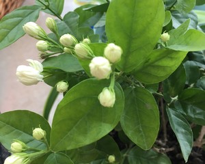 自制茉莉花茶～轻风茉莉入淡茶～