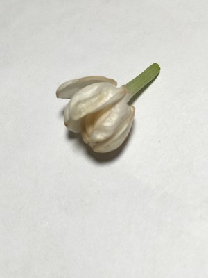 自制茉莉花茶～轻风茉莉入淡茶～