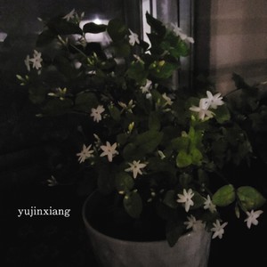 ?茉莉花冷冻冰块|冰爽一夏.满口留香?