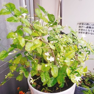 ?茉莉花冷冻冰块|冰爽一夏.满口留香?