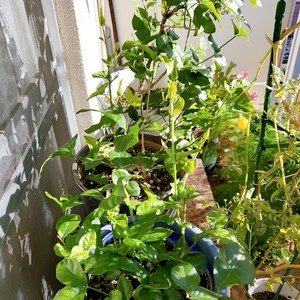 ?茉莉花冷冻冰块|冰爽一夏.满口留香?