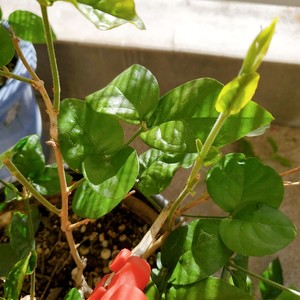 ?茉莉花冷冻冰块|冰爽一夏.满口留香?