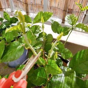 ?茉莉花冷冻冰块|冰爽一夏.满口留香?
