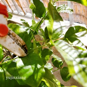 ?茉莉花冷冻冰块|冰爽一夏.满口留香?