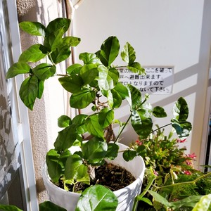 ?茉莉花冷冻冰块|冰爽一夏.满口留香?