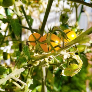 ?茉莉花冷冻冰块|冰爽一夏.满口留香?