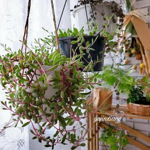 ?茉莉花冷冻冰块|冰爽一夏.满口留香?