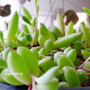 ?茉莉花冷冻冰块|冰爽一夏.满口留香?