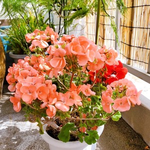 ?茉莉花冷冻冰块|冰爽一夏.满口留香?