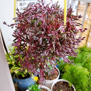 ?茉莉花冷冻冰块|冰爽一夏.满口留香?