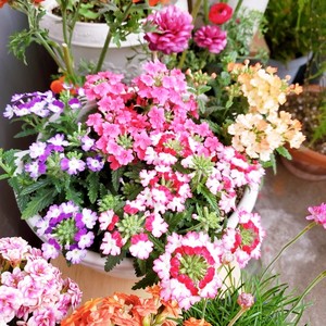 ?茉莉花冷冻冰块|冰爽一夏.满口留香?