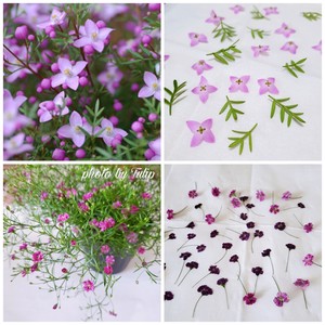 ?茉莉花冷冻冰块|冰爽一夏.满口留香?
