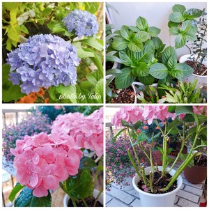 ?茉莉花冷冻冰块|冰爽一夏.满口留香?