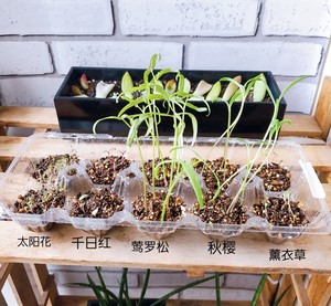 ?茉莉花冷冻冰块|冰爽一夏.满口留香?