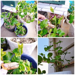 ?茉莉花冷冻冰块|冰爽一夏.满口留香?