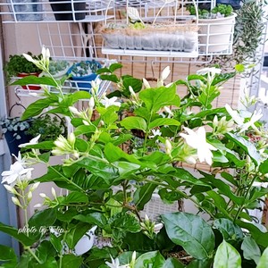 ?茉莉花冷冻冰块|冰爽一夏.满口留香?