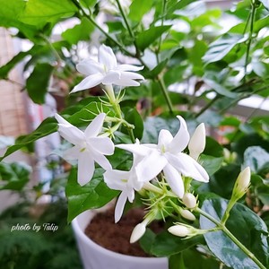 ?茉莉花冷冻冰块|冰爽一夏.满口留香?