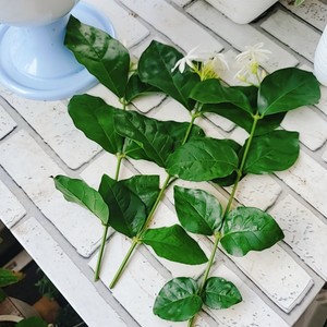 ?茉莉花冷冻冰块|冰爽一夏.满口留香?