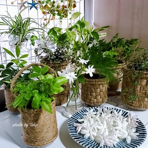 ?茉莉花冷冻冰块|冰爽一夏.满口留香?
