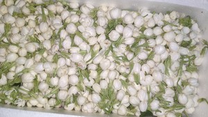 简单易学茉莉花酱