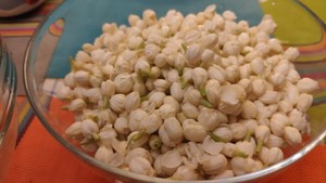 简单易学茉莉花酱