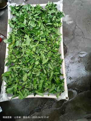 薄荷艾草膏