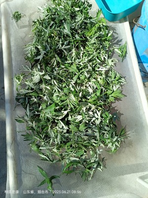 薄荷艾草膏